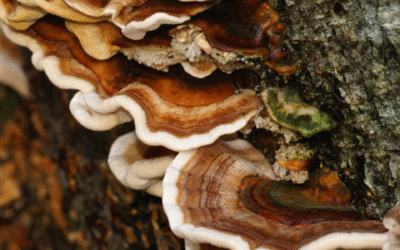 Titre de l’article à mettre ici lorem ipsum dolor sit amet