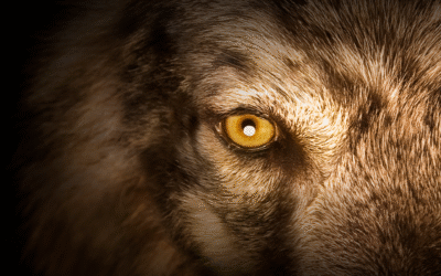 Titre de l’article à mettre ici lorem ipsum